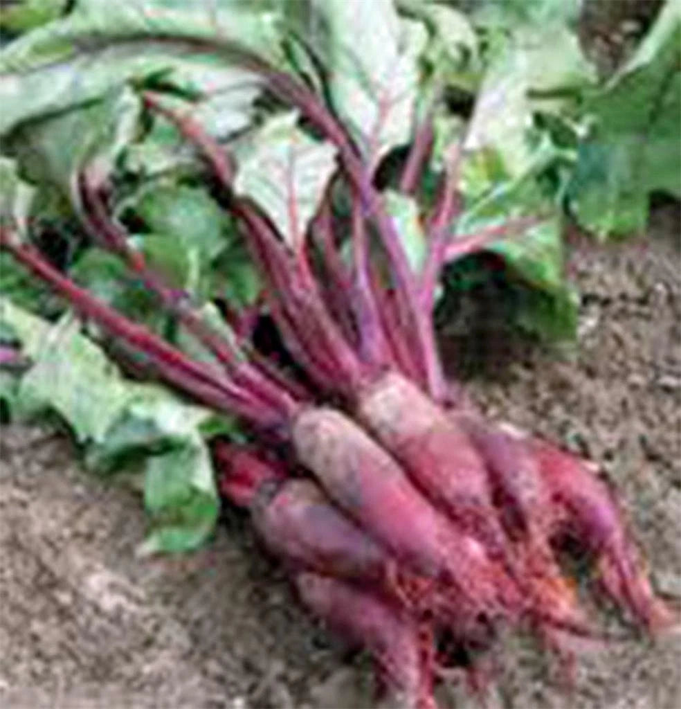 Beet Seeds - Cylindra - Non-GMO Heirloom - 100 Seeds - Organic Beet Seeds - Beta vulgaris