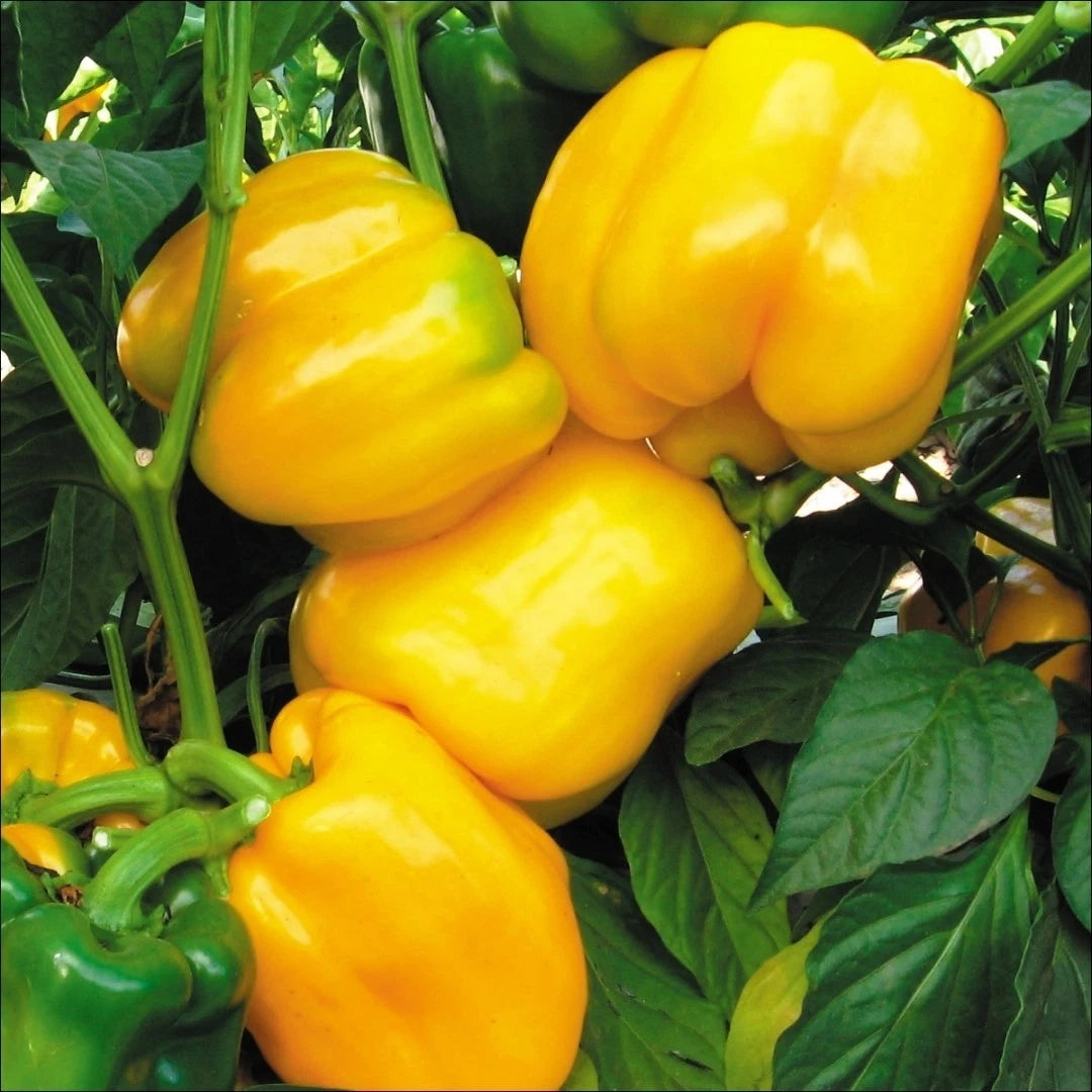 Canary Yellow Sweet Bell Pepper Seeds, NON-GMO Heirloom, Variety Sizes, Capsicum annuum - Free Shipping