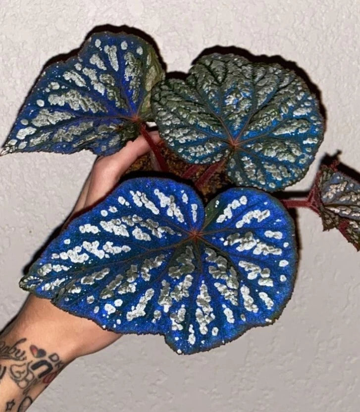 Begonia Rex Betsy 2" Pot 1-Leaf Low Maintenance Houseplant