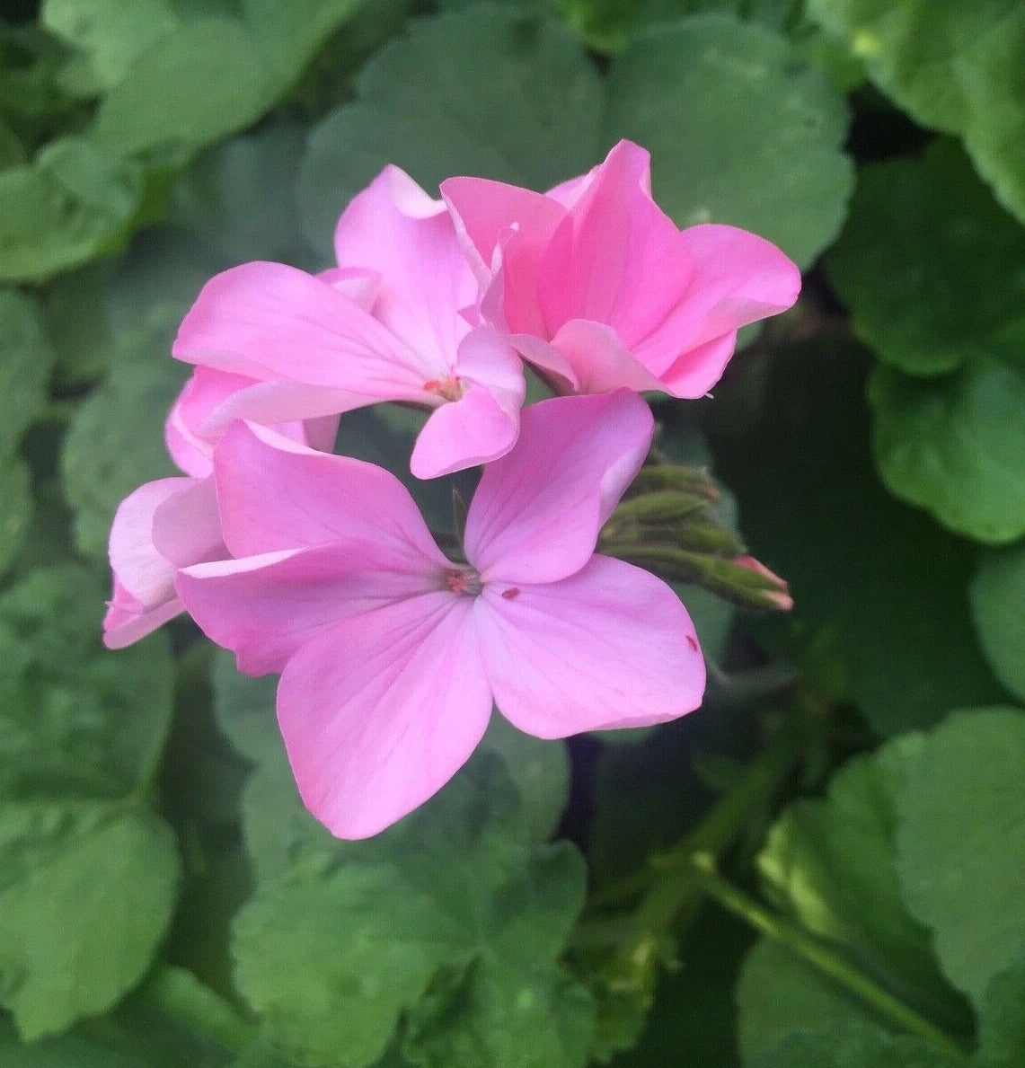 4 Zonal Geranium Cuttings – Pelargonium hortorum Bubblegum Pink – Unrooted Live Stems for Garden Beds, Hanging Baskets & Containers