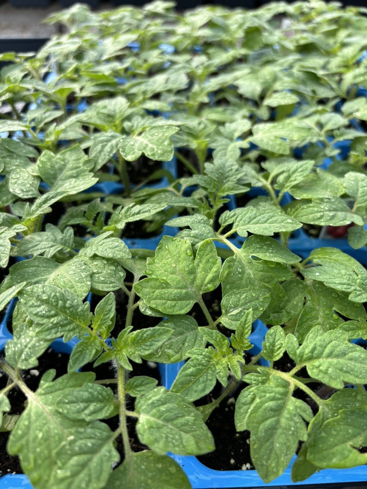 2 Old German Tomato Live Plants (Solanum lycopersicum) 6–10" | Rare Heirloom Bicolor Slicer | Large Yellow-Red Tomato Starters