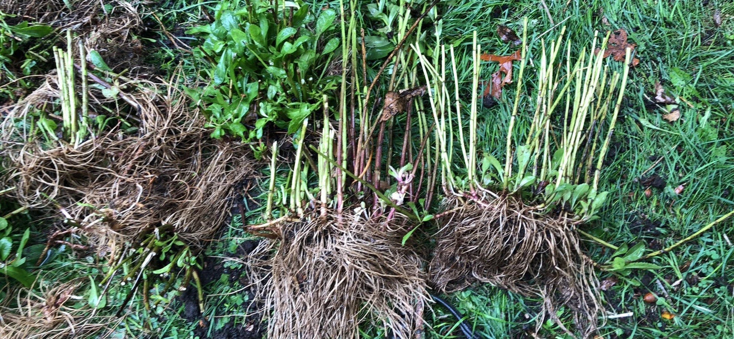 1 Shasta Daisy Live Mature Plant | Full-Size Blooming Perennial | Leucanthemum Superbum | Hardy Flowering Garden Plant