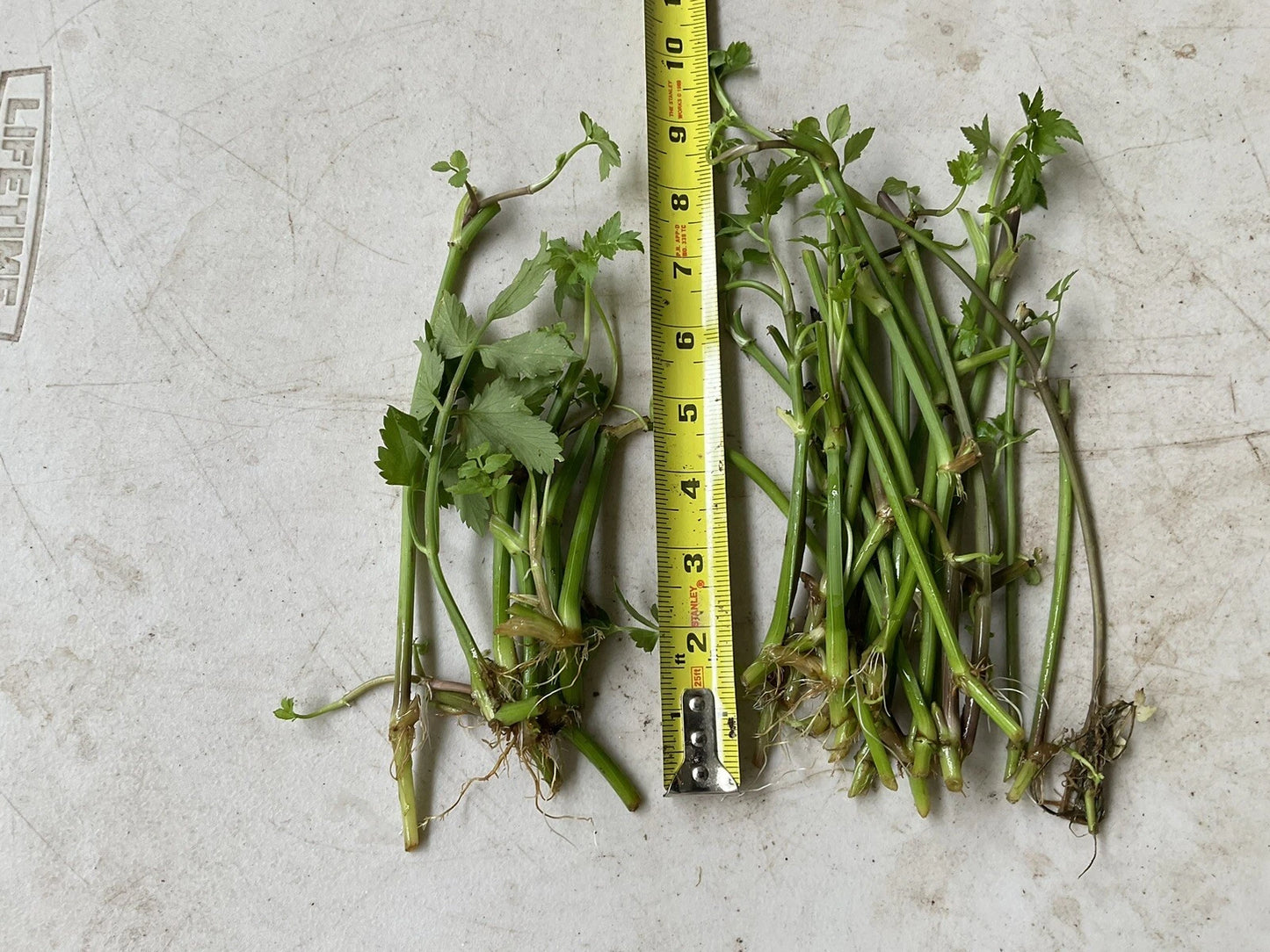 20 Bare Root Oenanthe javanica | Minari Water Dropwort | Edible Korean Herb Veggie | No Leaves | Asian Aquatic Garden Plant