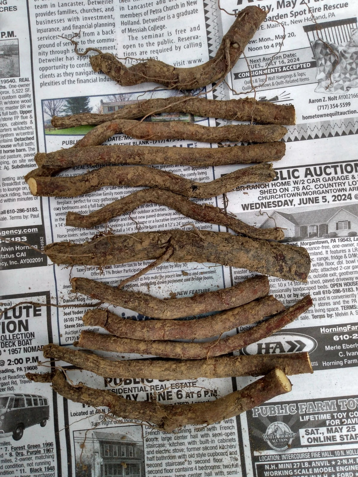 12 Bocking #4 Comfrey Root Cuttings (3") | Non-Spreading Variety | Organic Fertilizer, Medicinal Herb, Permaculture Plant