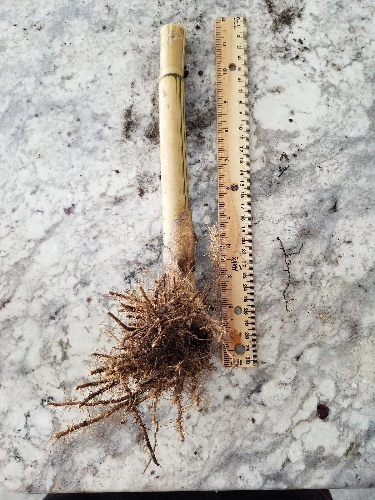 Bambusa Alphonse Karr Bamboo | Golden Hedge Clumping Bamboo | 1 Live Division for Privacy Screen | Non-Invasive Fast Grower