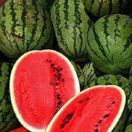 Premium All Sweet Watermelon Seeds - Fresh Heirloom Variety - Citrullus lanatus