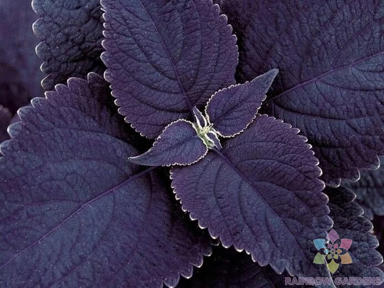 Black Coleus Seeds - 25+ Count for Garden Planting - Coleus blumei - USA Grown - Free Shipping