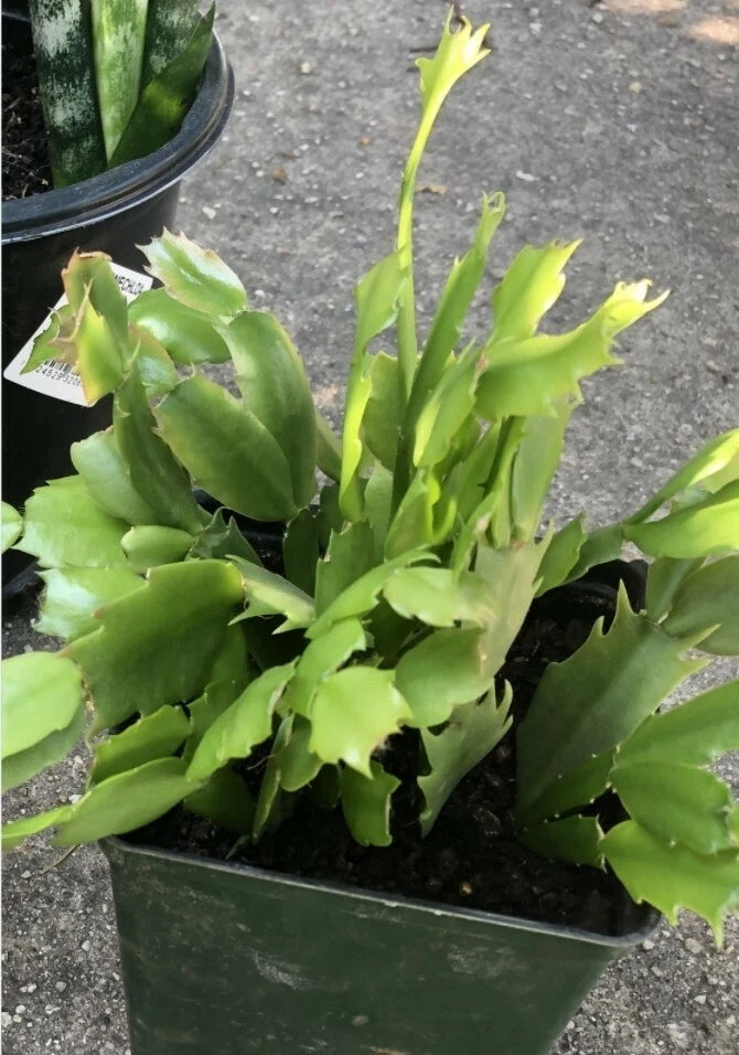 Christmas Cactus Rooted Cuttings, Beautiful Red Flowers, Schlumbergera truncata