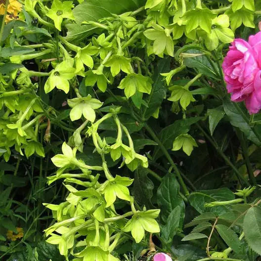 Tobacco Seeds 500 Pack LIME GREEN Nicotiana Non-GMO Part-Shade Pure Seed
