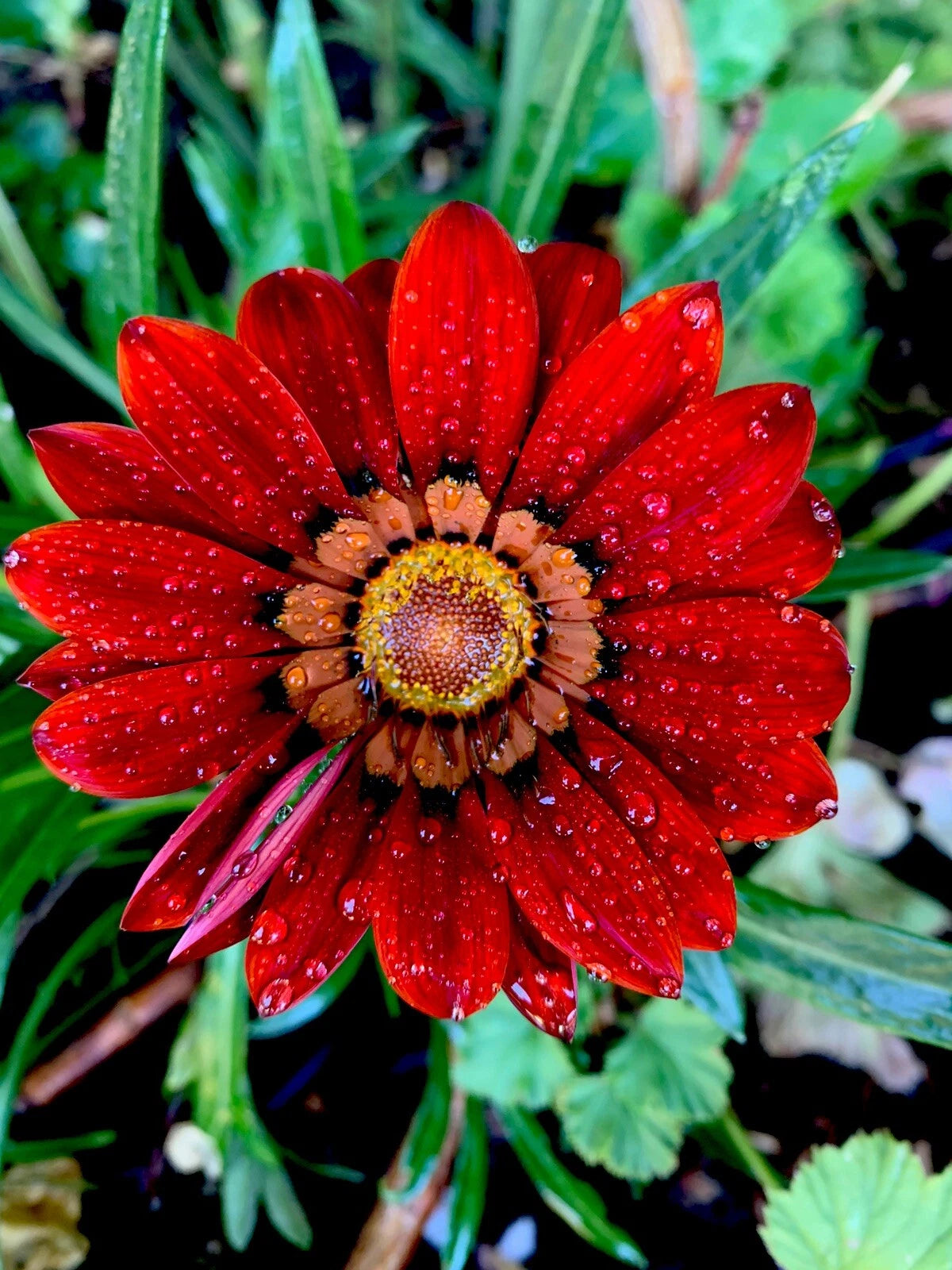 hardy flowering pot plants Gazania Rigens Potted Plant, Red Color, Hardy Perennial Flower, Drough – Jayme Garden