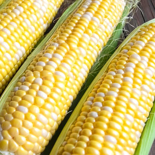 Ambrosia Corn Seeds | Bicolor Sweet Non-GMO F1 Hybrid | High-Quality Agriculture Seeds | Zea mays