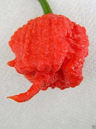 Carolina Reaper Seeds - 10 Organic Seeds - World's Hottest Chili Pepper - Capsicum chinense