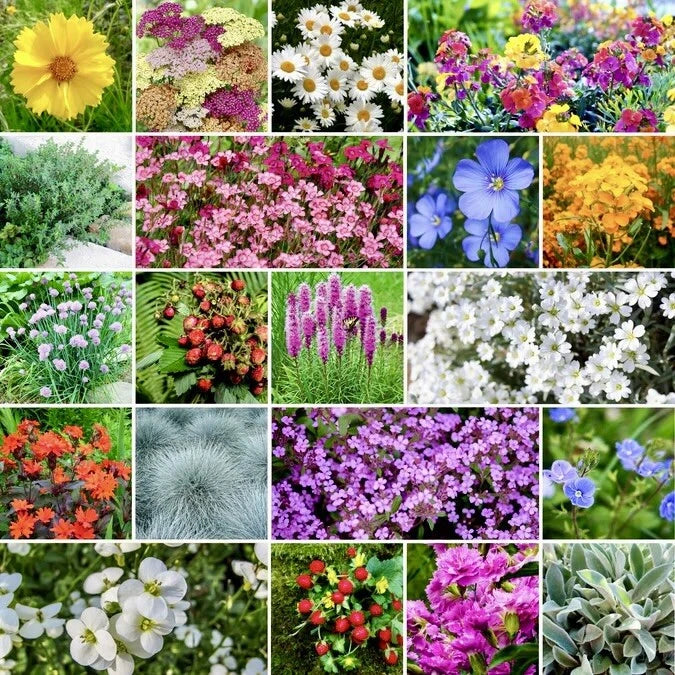 500+ PERENNIAL Wildflower Seeds - Rock Garden Ground Cover Mix - 24 Varieties - Native to USA