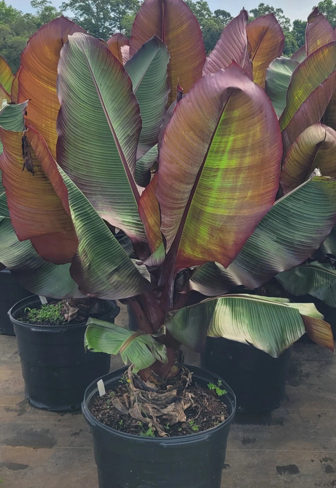Red Banana Live Starter Plant - Musa Ensete Maurelli