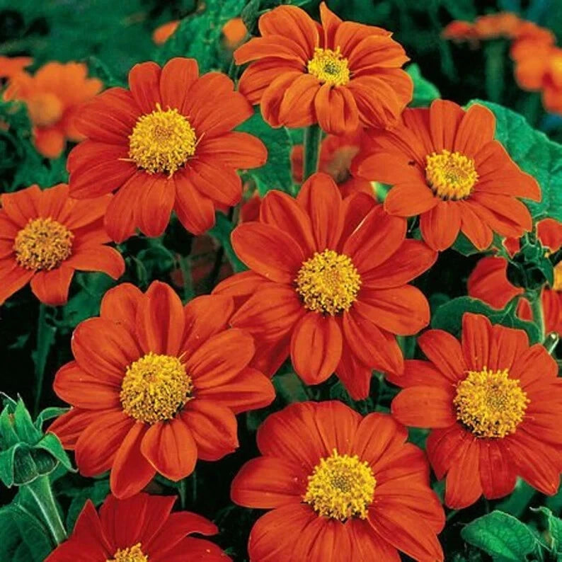 flower seeds with free shipping Tithonia Seeds - 50 Fiesta Del Sol Organic Flower Seeds
