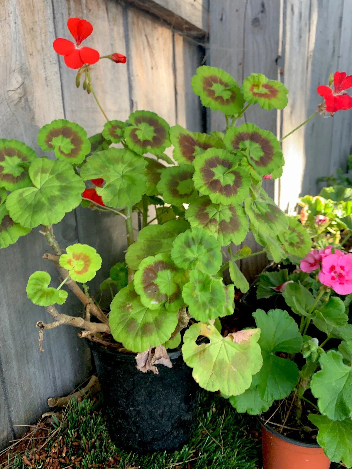 geranium plants in pots Variegated Geranium Plant 7” Pot 15” Height Pelargonium × hortorum – Jayme Garden