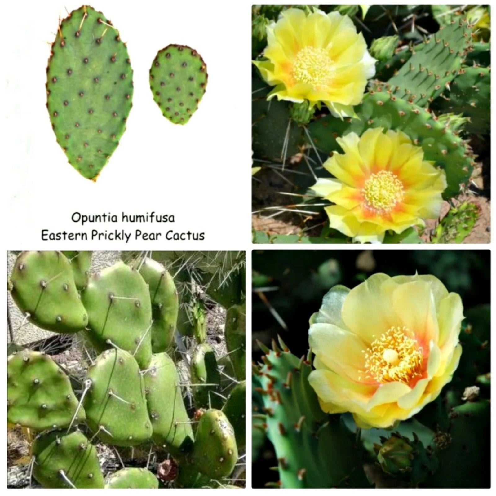 eastern prickly pear cactus propagation Eastern Prickly Pear Cactus Pad Cuttings (Unrooted)