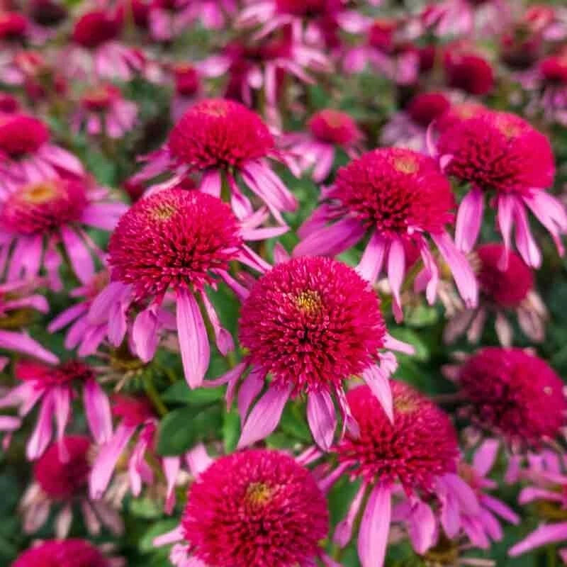 50 Bubble Gum Coneflower Seeds - Echinacea Purpurea - Perennial Blooming Flowers for Garden Planting