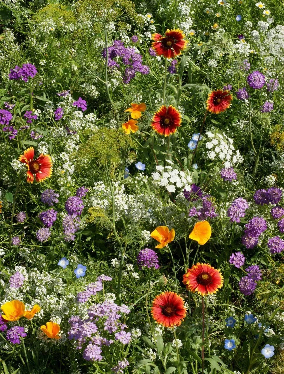 Deer Resistant Wildflower Seed Mix, 1/4 LB, 13 Species, Native Plants –  Jayme Garden