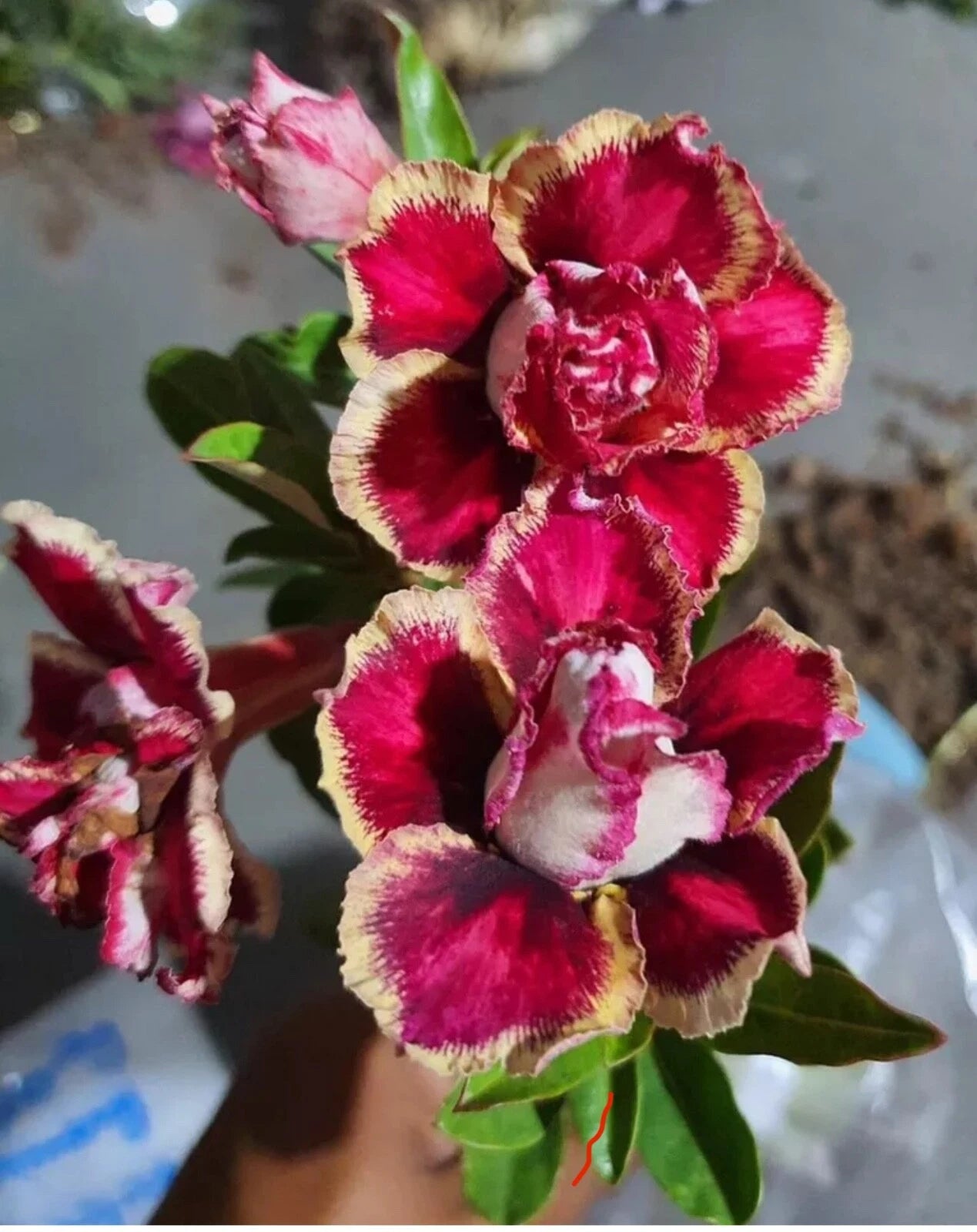 Desert Rose Adenium Obesum Seedling Plant - Small 4-6 Inches