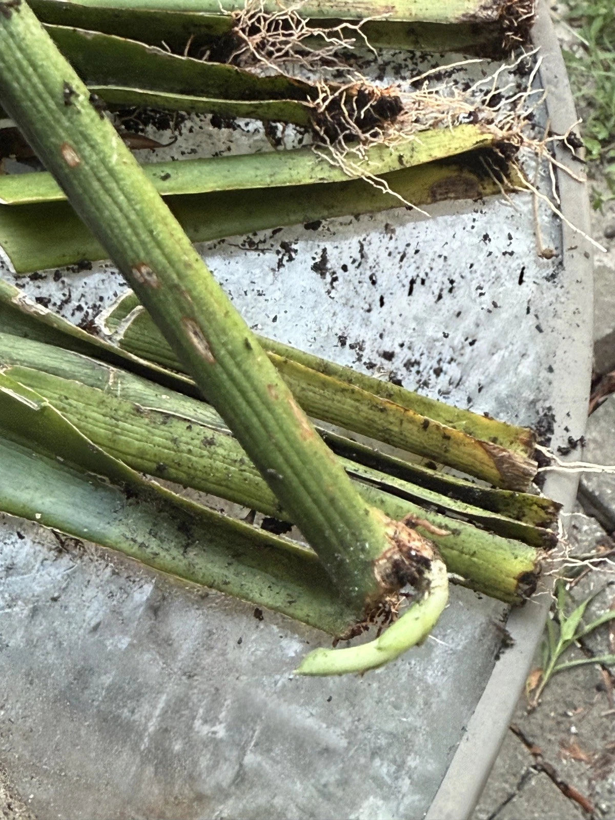 roots on snake plant cuttings Live Snake Plant Cuttings with Roots – Sansevieria Trifasciata – Easy to Grow Indoor Plant Cuttings – Jayme Garden