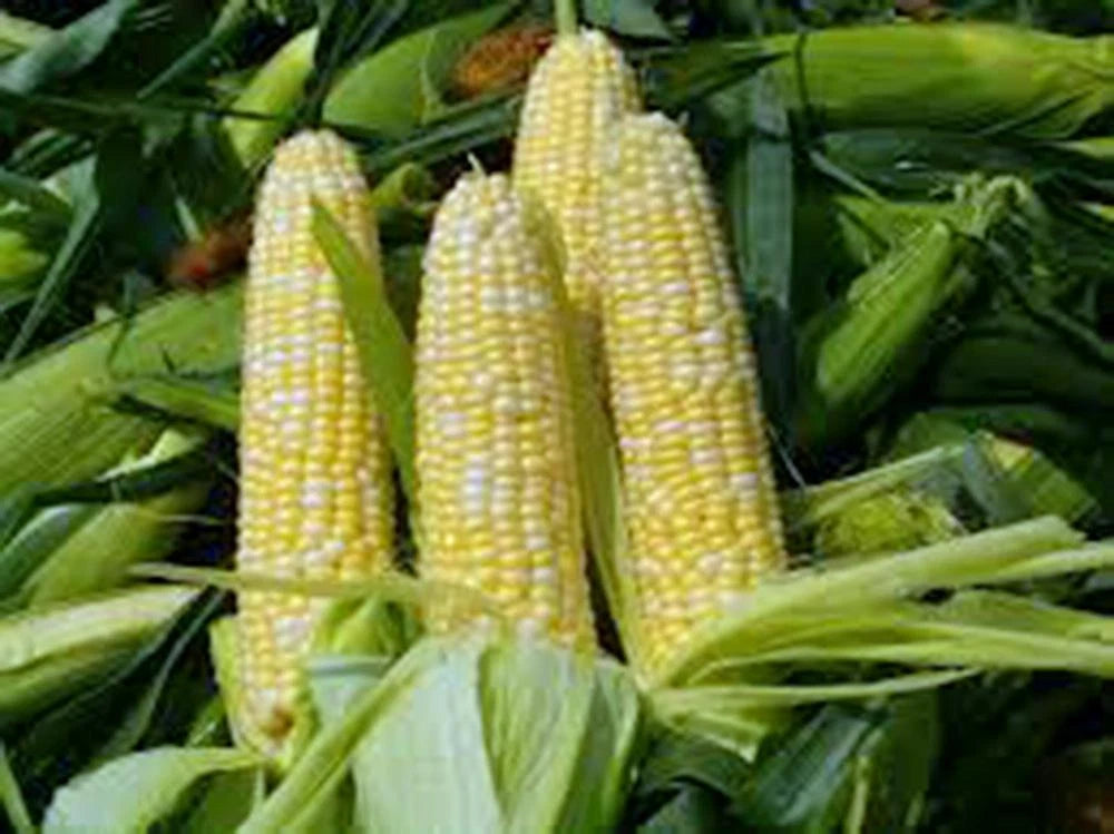 Bi-Color Corn Seeds - Butter 'n Sugar Heirloom, Non-GMO - 100+ Seeds - Zea mays