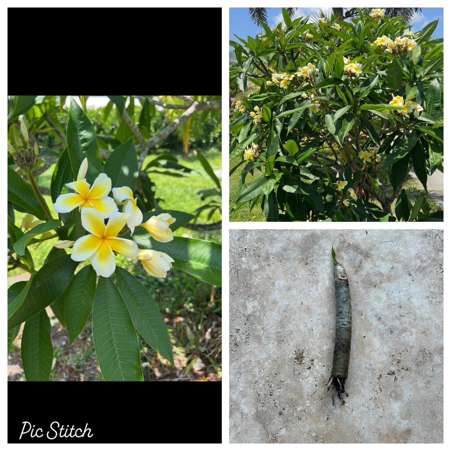 Plumeria Cutting - 6"-10" Rooted - White/Yellow - Frangipani - No Ship to CA