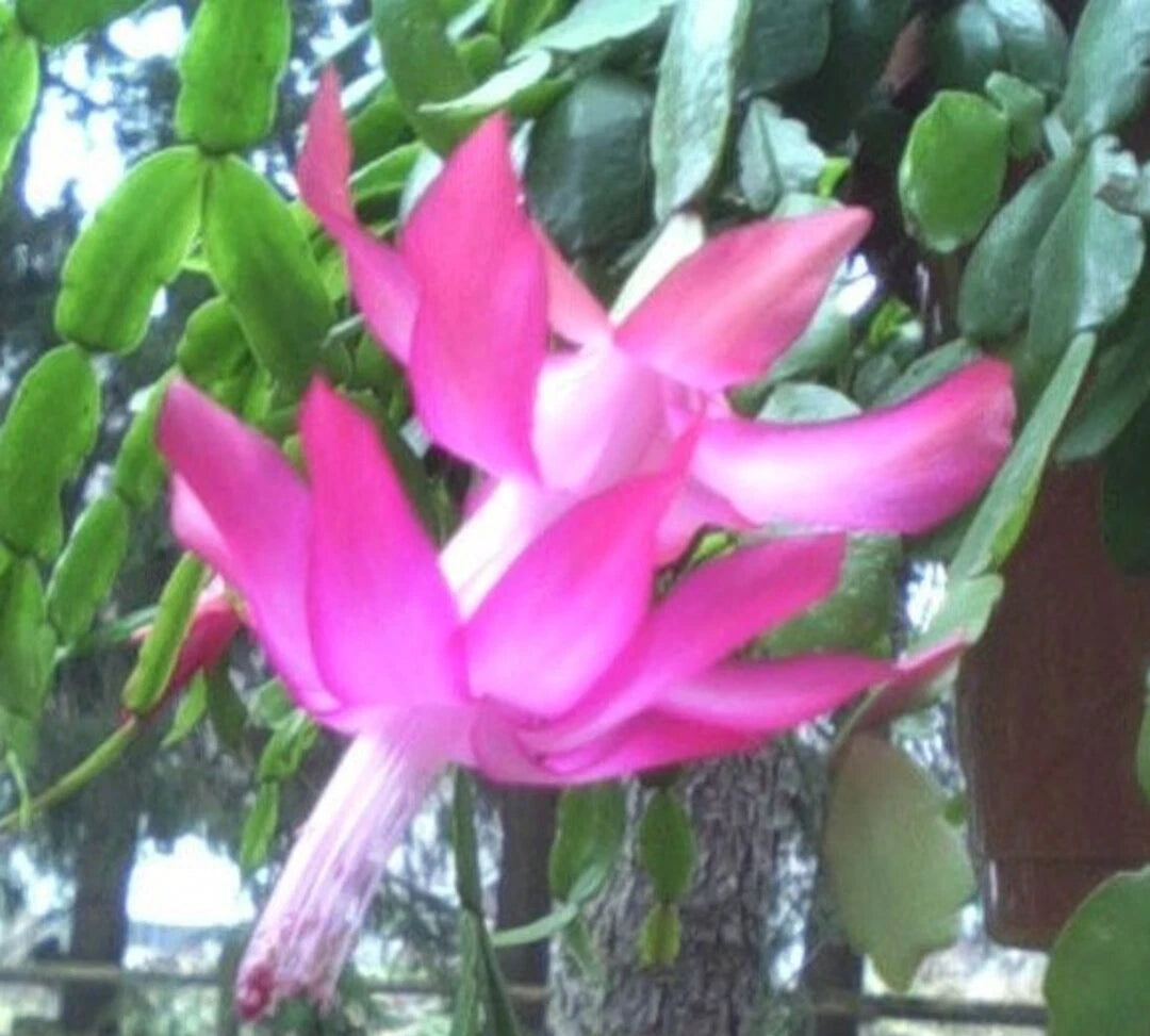 Christmas Cactus 3-Pack Pink Old Fashioned Schlumbergera × buckleyi