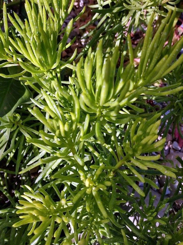 Cactus Cutting 4" - Succulent Variety - Ideal for Planting or Propagation - Perfect Indoor Decor - Unnamed Species