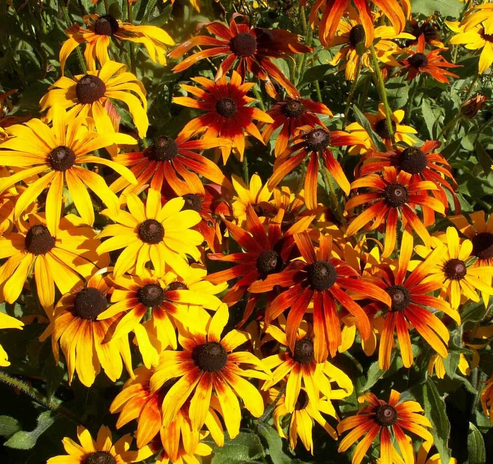 Gloriosa Daisy Seeds 300+ Count Perennial Native Wildflower Seeds (Rudbeckia hirta) - Free Shipping, USA