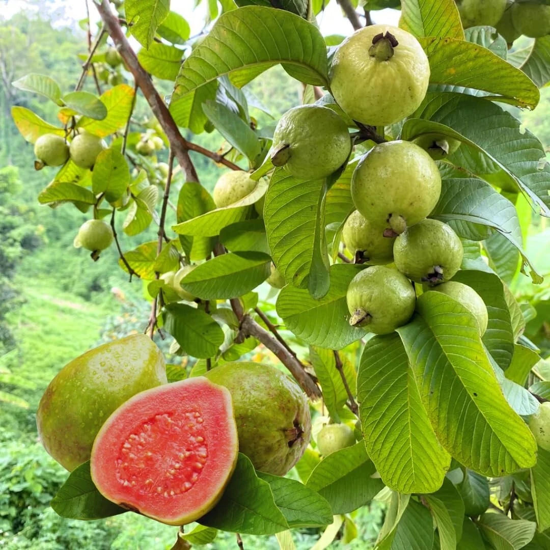 Pink Guava Tree Starter Plant 4” - Rare Tropical Fruit - Psidium guajava - Live Plant, No Pot