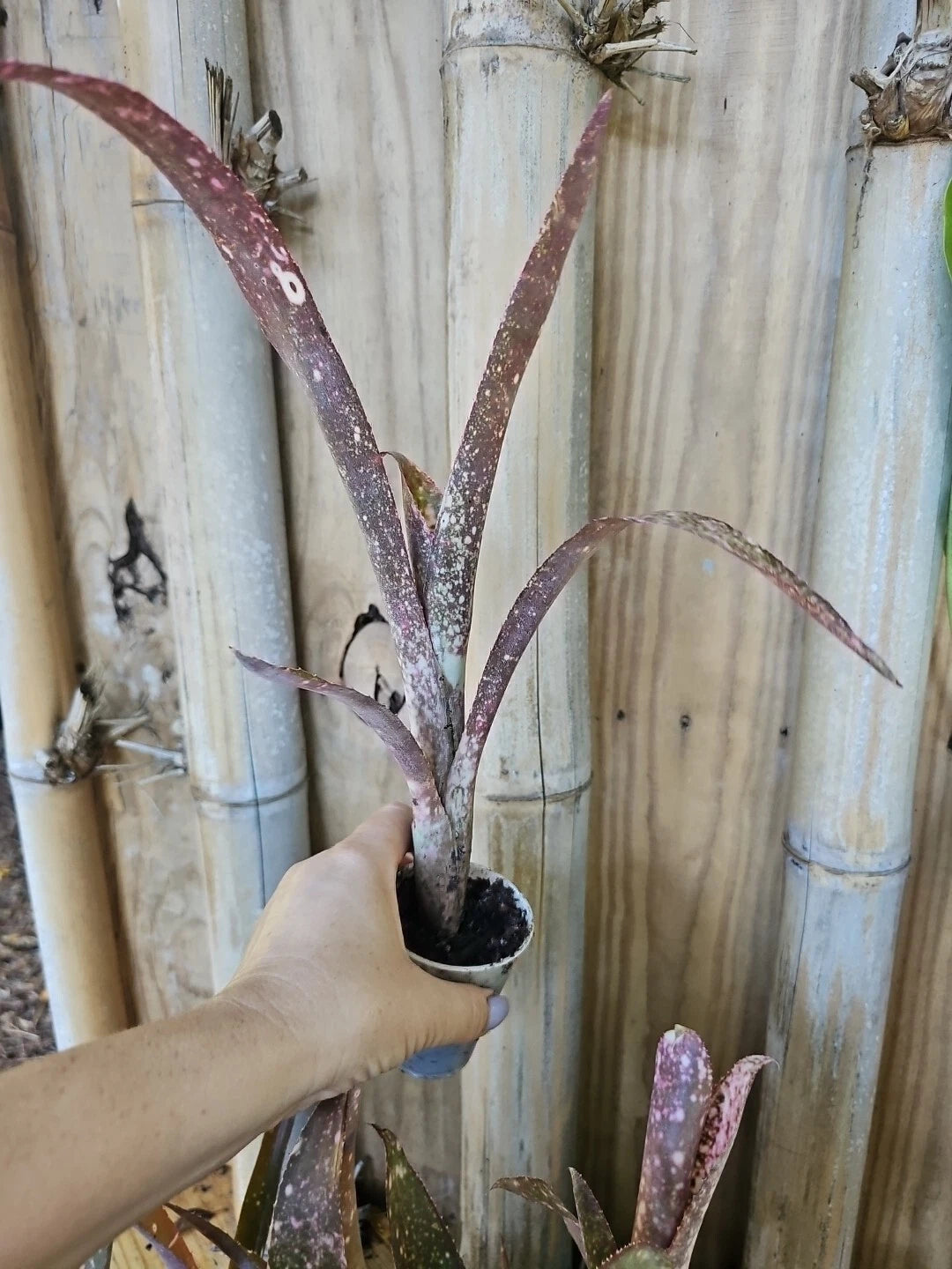 Bromeliad Plant 2.5" Pot Pink Green Polka Dot Billbergia Saundersi Indoor Tropical Houseplant