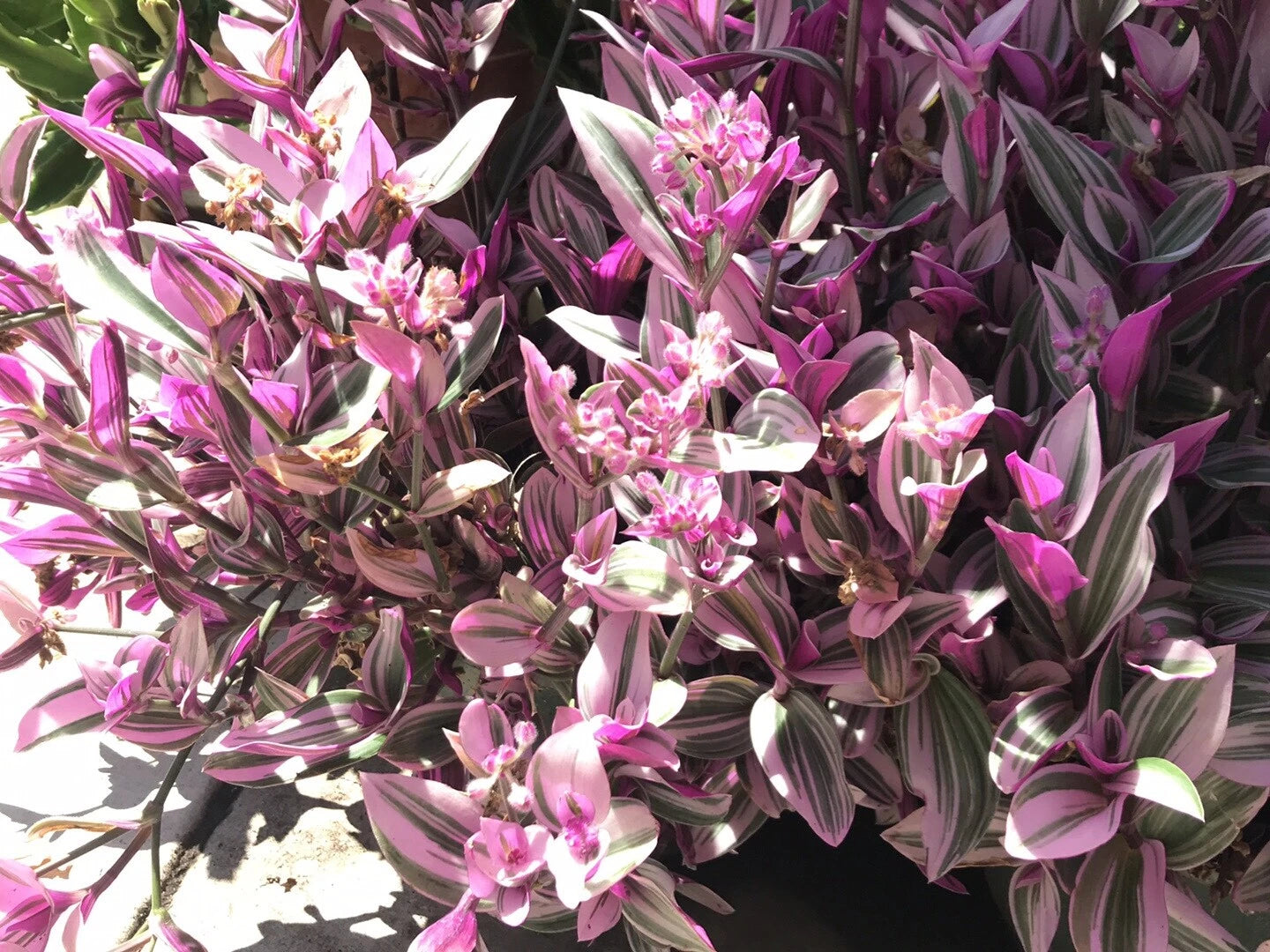 Tradescantia Nanouk Cuttings - Rare Pink Wandering Jew - 5 Healthy Plant Cuttings for Propagation