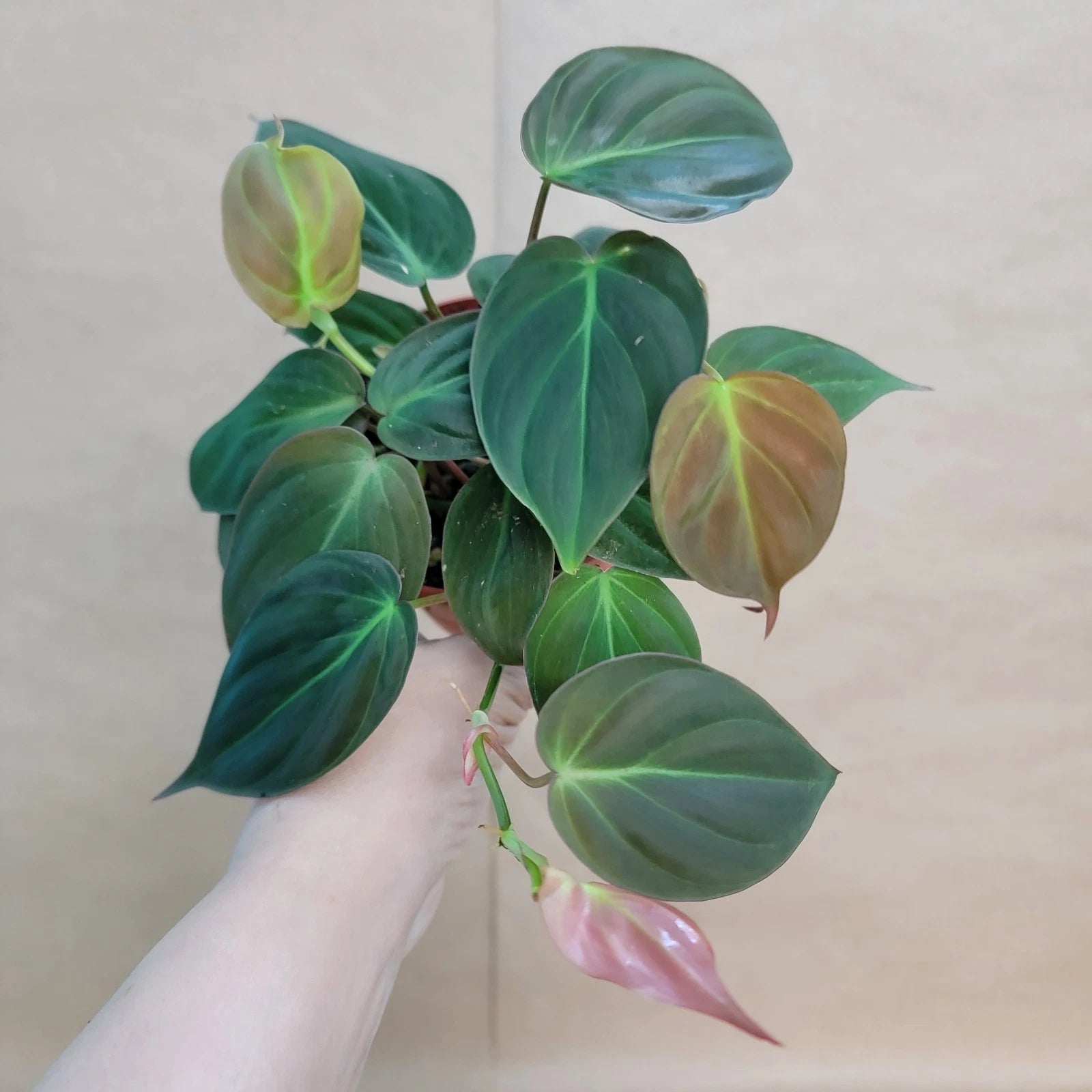 philodendron hederaceum micans velvet leaf Philodendron Micans 4" Potted Plant