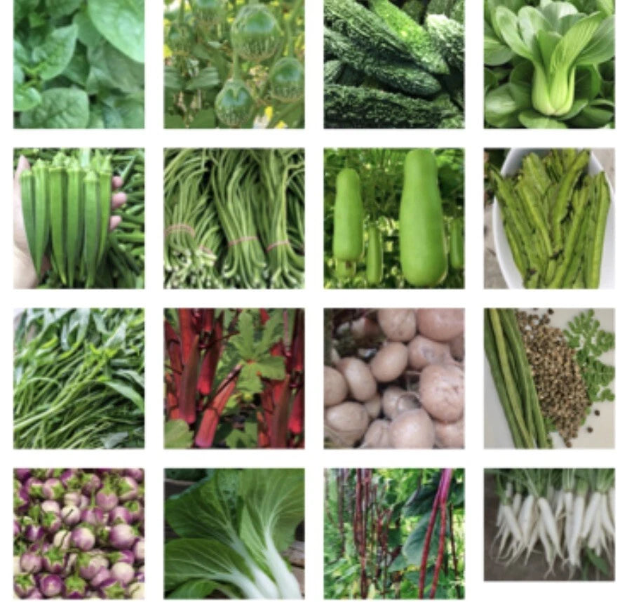 Asian Vegetable Seeds - 24 Packets for Planting - Variety Pack for Home Garden - Grow Your Own Food!