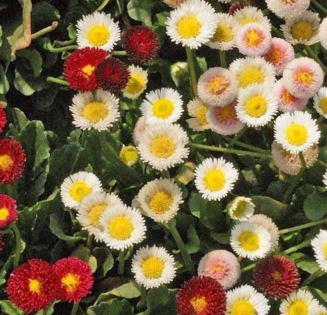 wildflower daisy seeds English Daisy Seed Mix - 500 Seeds | Bellis perennis