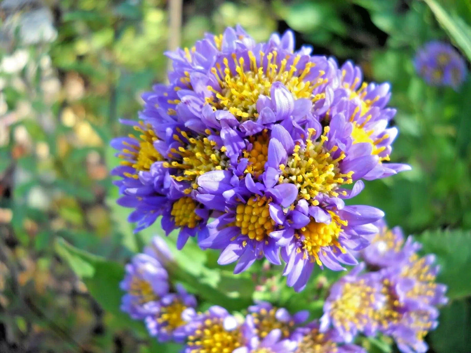 Hardy Perennial Plants - 20 Starter Plants