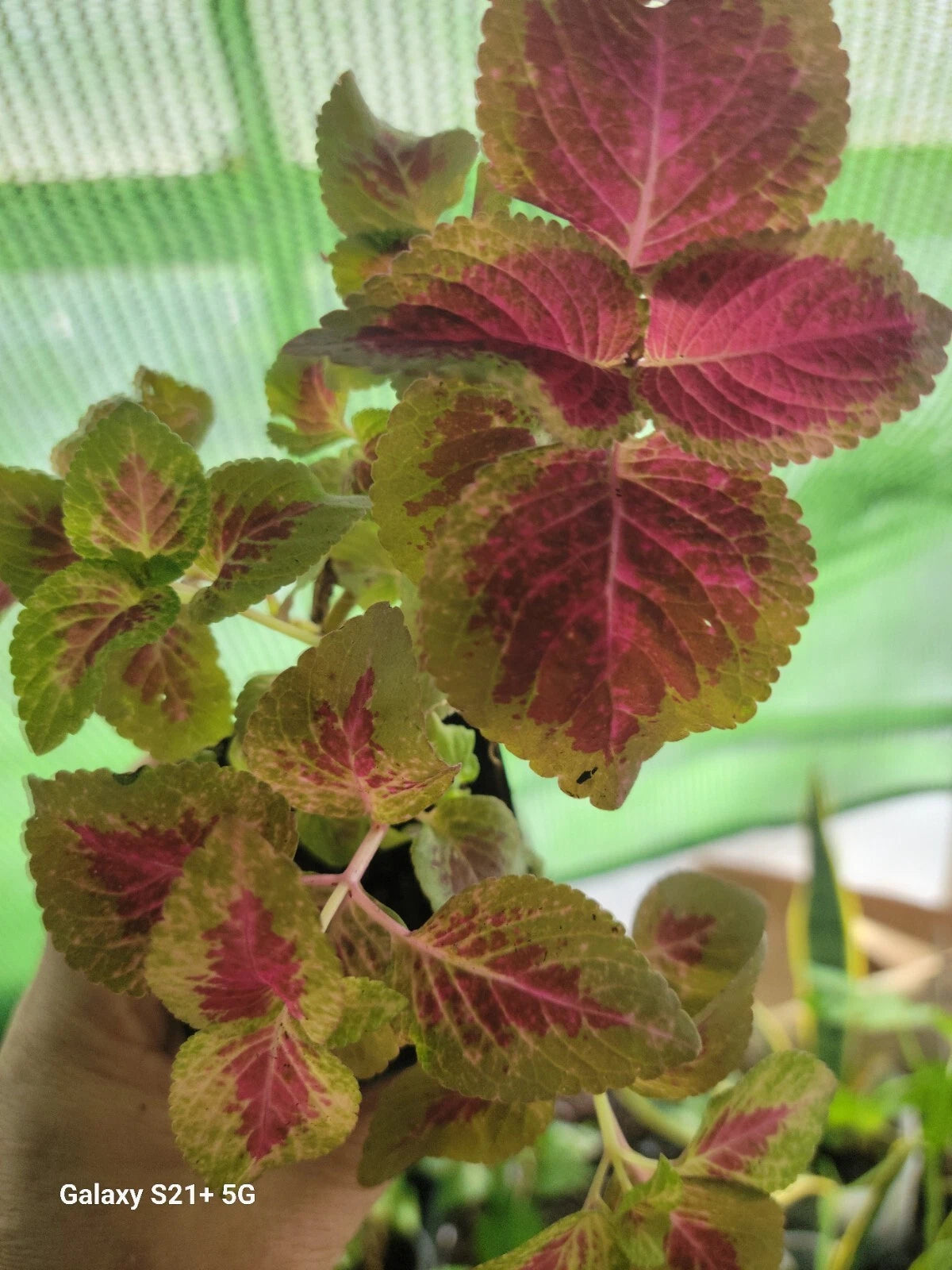 partial shade indoor plants Coleo Plant - Tropical Indoor Plant - 1 Plant - Partial Shade
