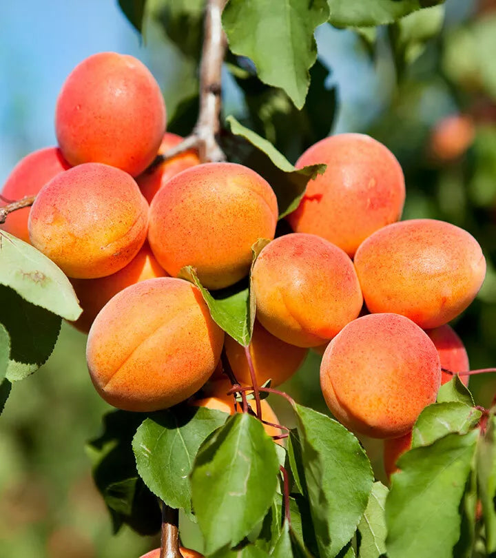 Apricot Fruit Seeds - 20 Pack - Prunus armeniaca - Heirloom Variety for Home Gardening