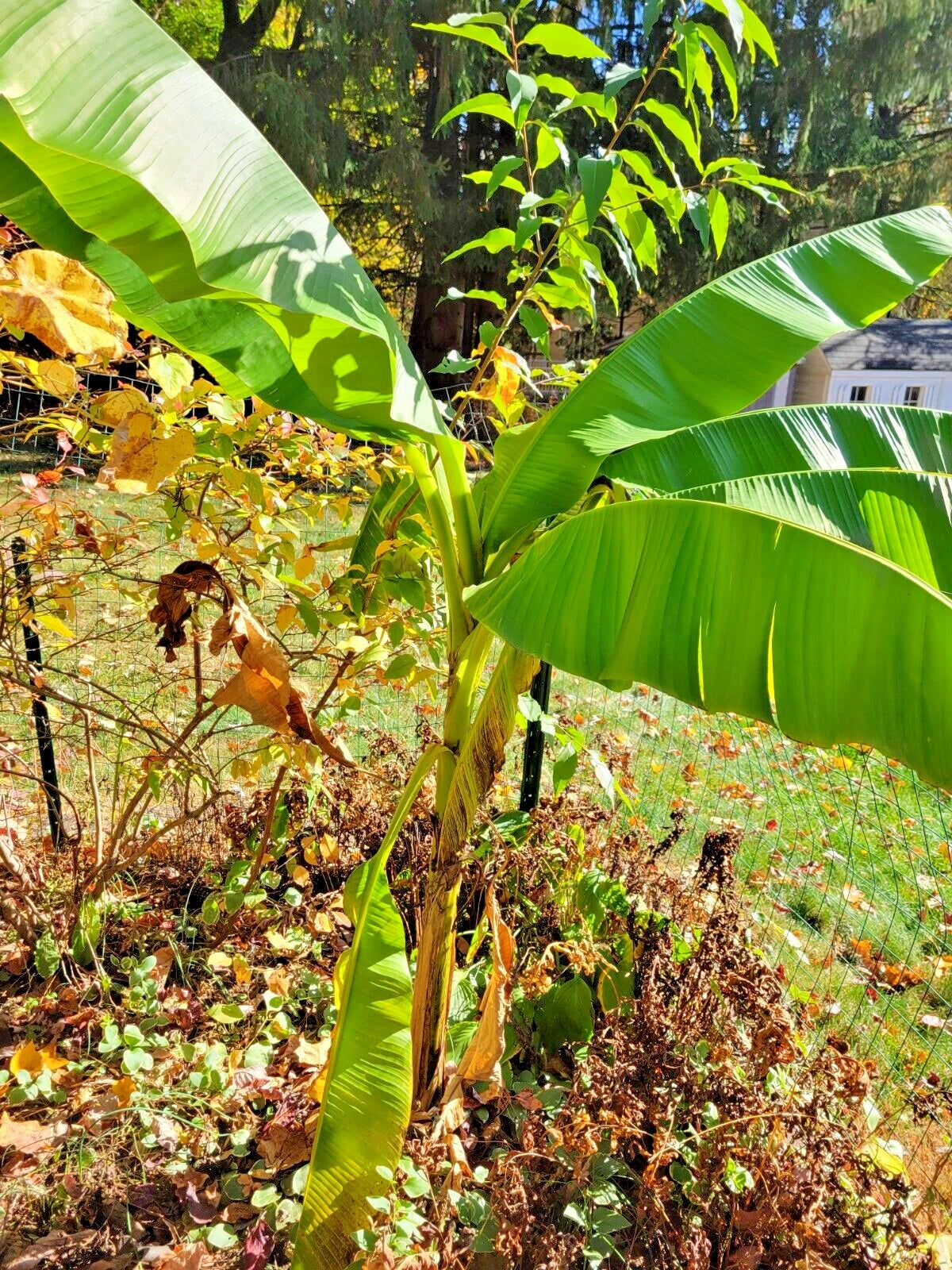 banana plant indoor Live Banana Tree Plant - 6ft Tall - Musa - Non-Tissue Cultured