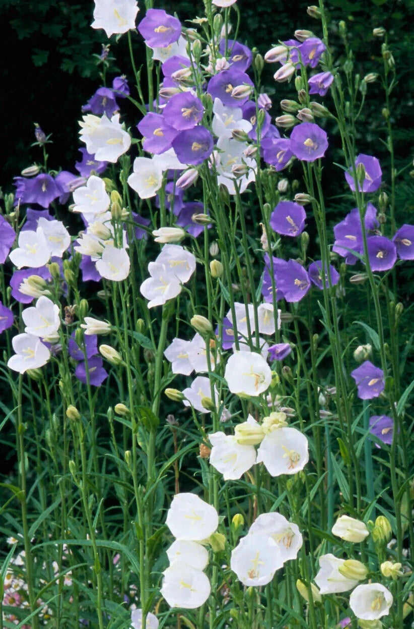 Bells Mix Bellflower Seeds - Campanula persicifolia - 100 Seeds for Flower Gardens