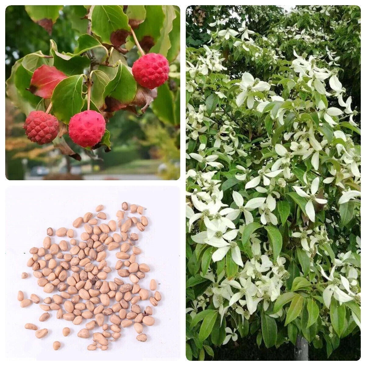 Kousa Dogwood Tree Seeds - 10+ Chinese Milky Way White Flowers & Red Fruit - Cornus kousa