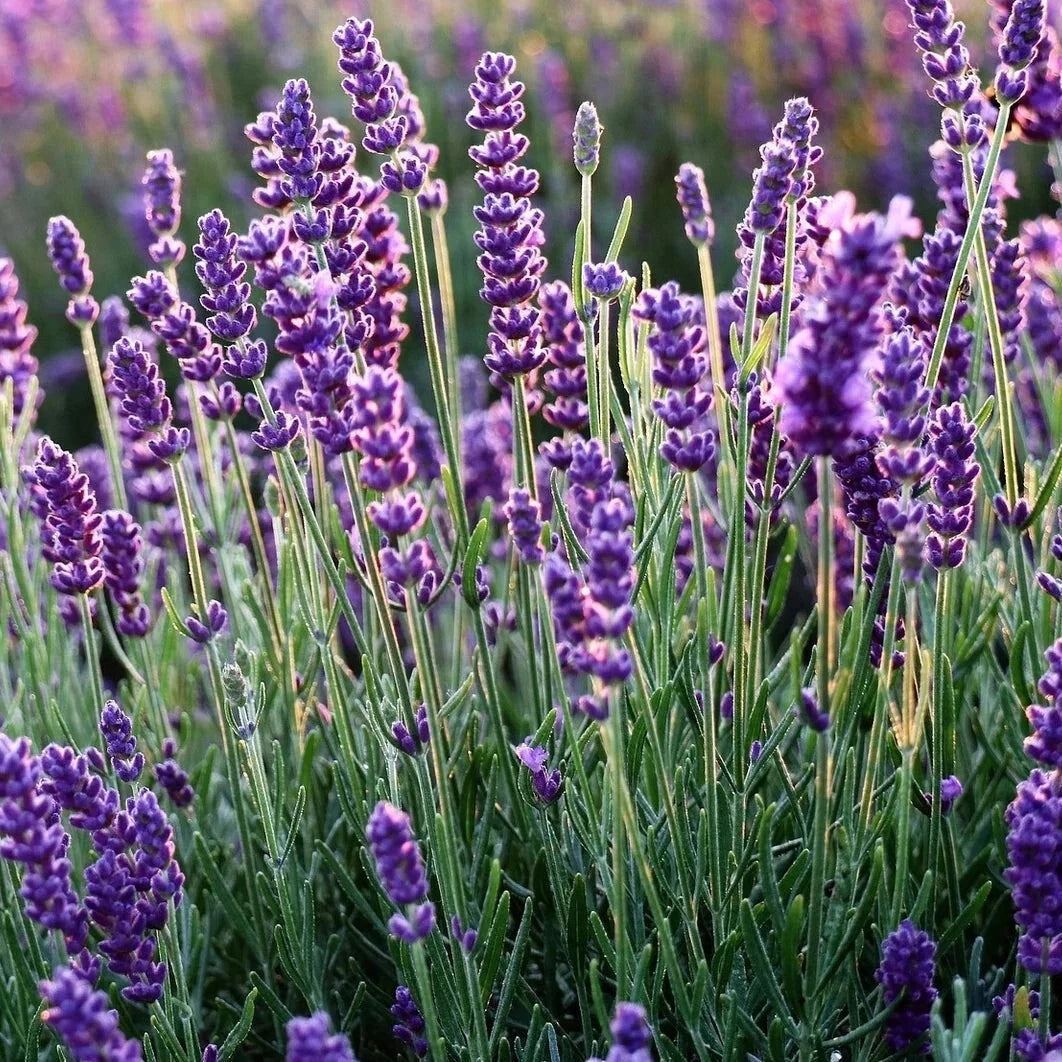 Set of 2 Live Rooted Lavender Plants – Fragrant Herbs – No Pot – Lavan –  Jayme Garden