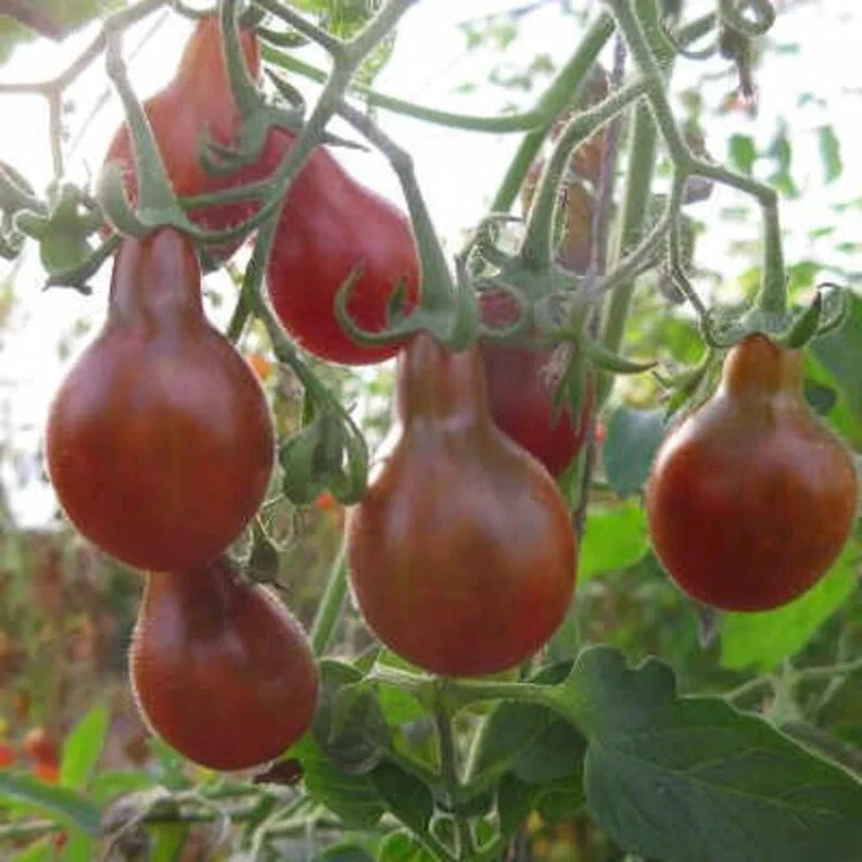 Chocolate Pear Tomato Seeds - 40 Organic Seeds - Heirloom Variety - Solanum lycopersicum - USA Grown, Ships Free