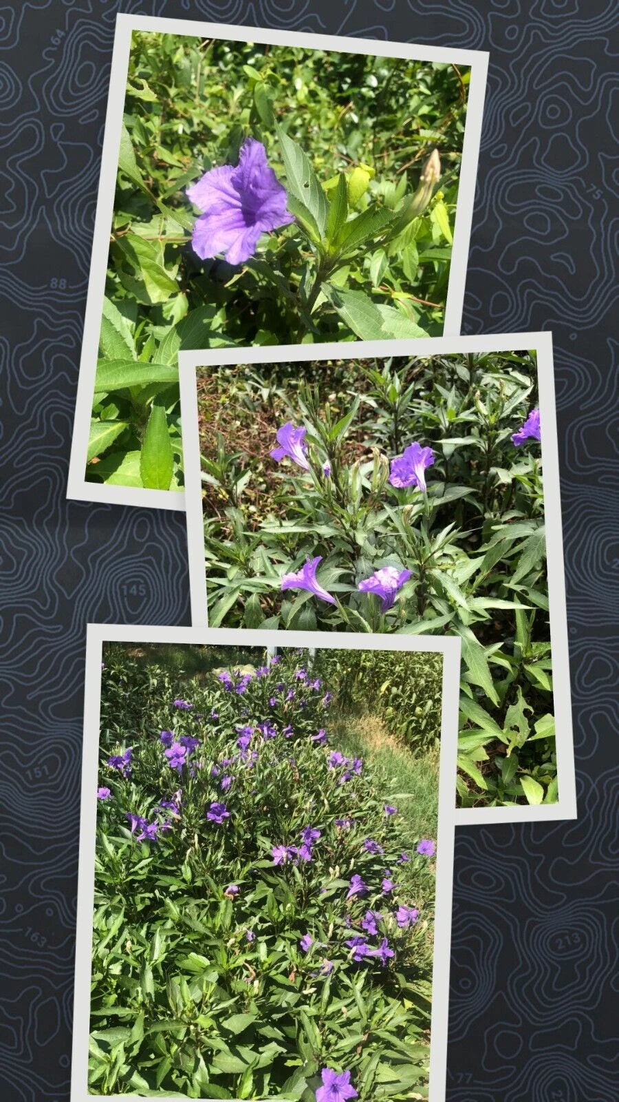 Live Bare Root Mexican Petunia Plants - 10 Pack, Ruellia Simplex, Hardy Perennial Ground Cover, Vibrant Purple Flowers