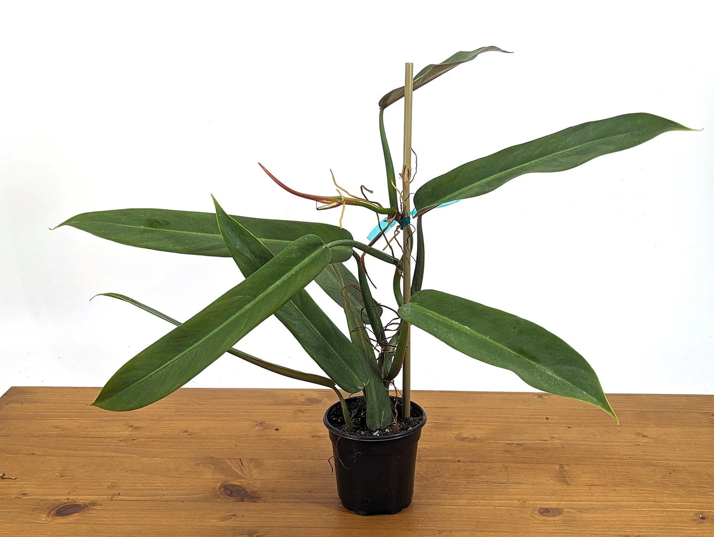 Philodendron Bicolor Plant - Large Rooted Rare Aroid - 4 Inch Pot - Tropical Indoor Houseplant