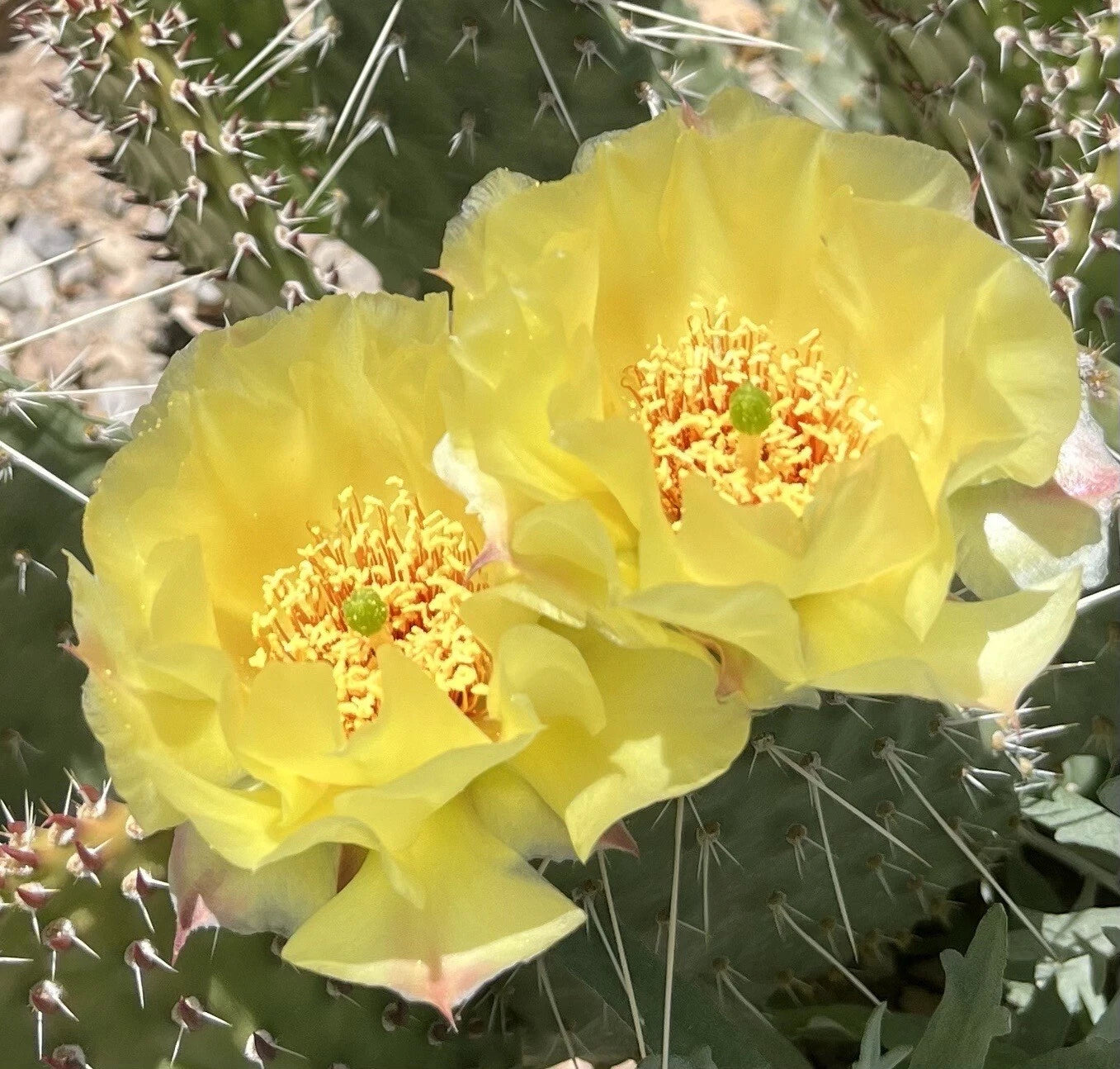 winter hardy prickly pear cactus Plains Prickly Pear Cactus Cutting, Cold Hardy, Opuntia polyacantha, Drought-Tolerant Succulent, Garden Plant – Jayme Garden