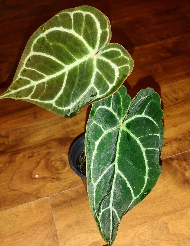 indoor heart shaped plant Anthurium Crystallinum Plant | Medium Size | Heart-Shaped Leaves