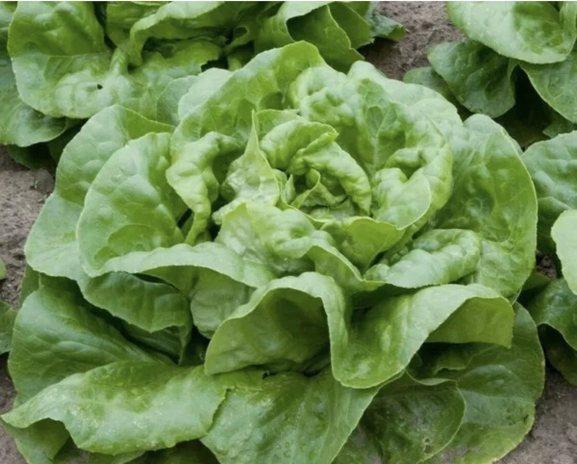 Buttercrunch Lettuce Seeds - 100 Non-GMO Organic Edible Salad Seeds - Lactuca sativa - Perfect for Home Gardening