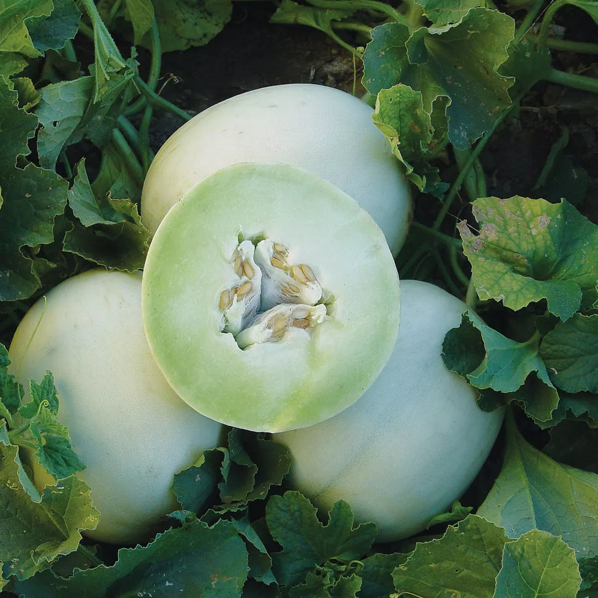 Honey Dew Cantaloupe Seeds 50+ Non-GMO Green Flesh Melon Cucumis melo